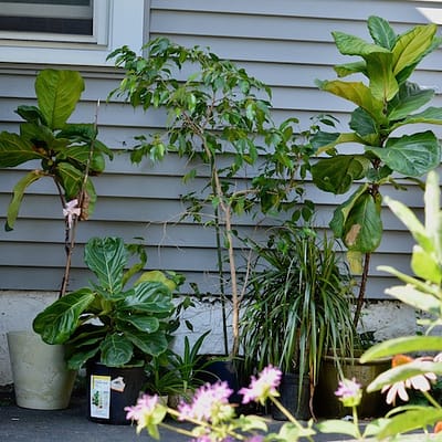 Put Your Houseplants Out to Pasture