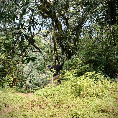 Rwanda: Nyungwe National Forest